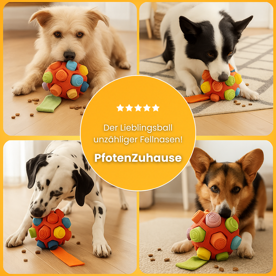 PfotenZuhause™ Schnüffelwunder